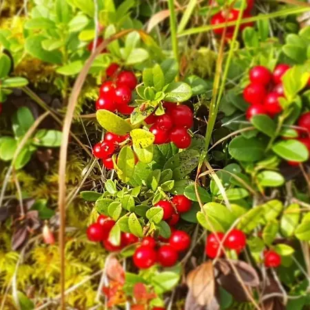 Lodge Senja Arctic *