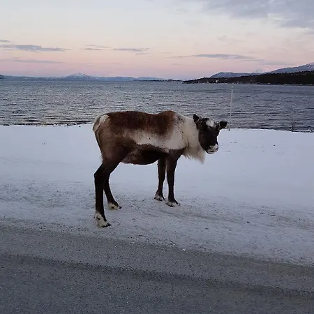 Senja Arctic * Stonglandseidet