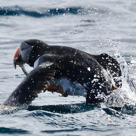 Alojamento de Turismo Selvagem Senja Arctic