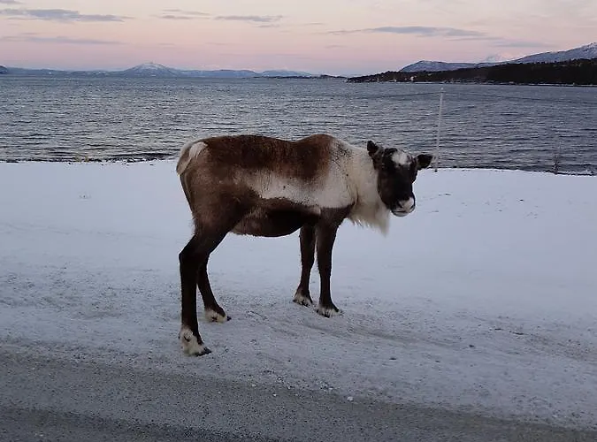 Senja Arctic * Stonglandseidet